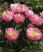 Півонія Pink Hawaiian Coral 0