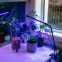 Фитолампа для растений FITOLAMP, 2 LED 1