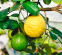 Лимон Київский крупноплідний 0