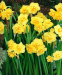 Нарцисс Yellow Cherfulness 0