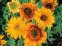 Соняшник Барви Осені, 1 г, Садиба Центр 1