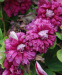 Клематис Purpurea Plena Elegans 0