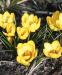 Крокус Голдилокс (Goldilocks), 5 шт 0