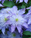 Клематис Crystal Fountain 0