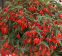 Бегонія Копакабана F1, червона, 5 гран, Садиба Центр 0