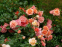 Троянда кордес Апрікола (Aprikola) 1