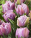 Тюльпан Katinka, 2 шт 0