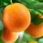 Апельсин Вашингтон Навел 1