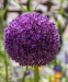 Алліум Пурпл Сенсейшн (Purple Sensation) 0