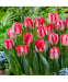 Тюльпан Пінк Делайт (Pink Delight), 2 шт 0