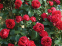 Троянда паркова Ред Іден Роуз (Red Eden Rose) 1