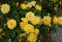 Роза флорибунда Фрезія (Friesia) 1