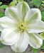 Клематис Guernsey Cream 0