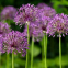 Аллиум Purple Rain 0