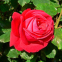 Троянда чайно-гібридна Дам Де Кьор (Dame de Coeur) 0