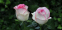 Роза чайно-гибридная Дольче Віта (Dolce Vita) 2
