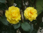 Роза чайно-гибридная Ландора (Landora) 0
