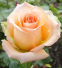 Роза чайно-гибридная Версилия (Versilia) 1