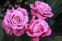 Троянда чайно-гібридна Віолет Парфум (Violette Parfume) 0