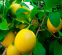 Лимон Новогрузинський 0