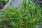 Сосна гірська Пуміліо (С3) 0