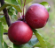 Яблуня червоном'яса Байя Маріса 0