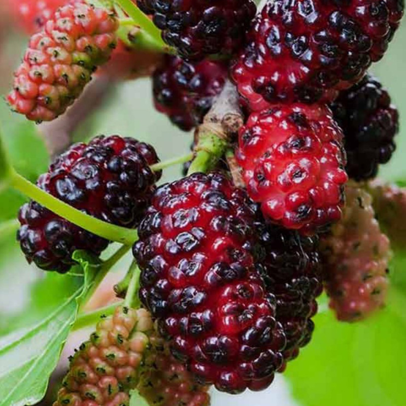 шелковица ягода дерево. тутовник ягода полезные. тутовник шелковица. шелковица розовая смоленская. шелковица розовая смоленская.