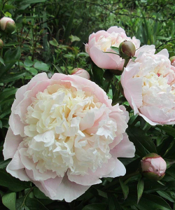 Півонія Madame Calot