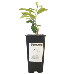 Мандарин Ковано-Васе