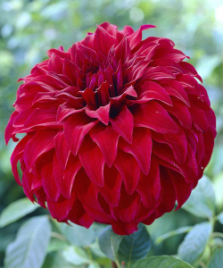 Жоржина Spartacus