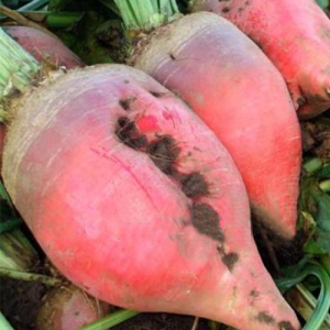 Буряк кормовий Червоний гігант, 0,2 кг, GSN