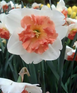 Нарцисс PRECOCIOUS