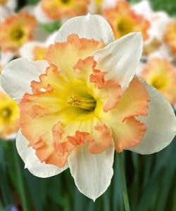 Нарцис Палмарес (Palmares)