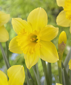 Нарцисс Карлтон (Carlton)