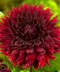 Жоржина Kenora Macop