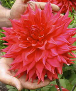 Жоржина Hollyhill Clydesdale