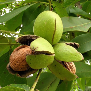 Волоський горіх Костюженский (сіянець)