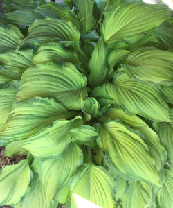 Хоста Midwest Magic