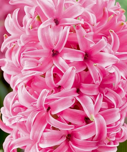 Гиацинт Свитхарт (Sweetheart)