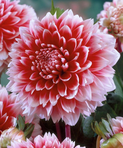 Жоржина Red and White Fubuki