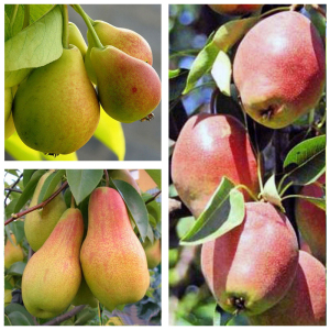 Груша дерево сад (Киргизская + Виктория + Аббат Феттель)