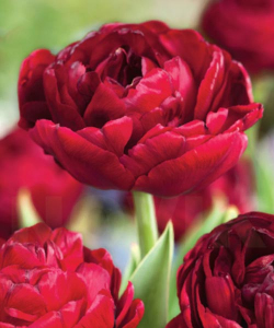 Тюльпан Red Baby Doll, 2 шт