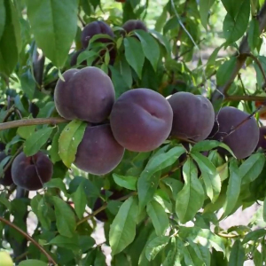 Персик Рубиновый Принц