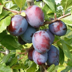 Слива Президент