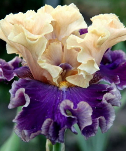 Ірис Roaring Twenties