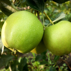 Яблуня Голден Рейнджерс