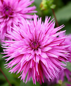 Жоржина Striped Ambition