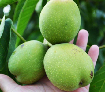 Грецкий орех Буковинская бомба (сеянец)