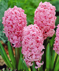 Гиацинт Anna Marie