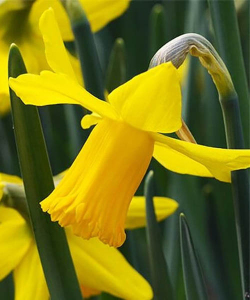 Нарцис Голд Цикла (Gold Cycla)